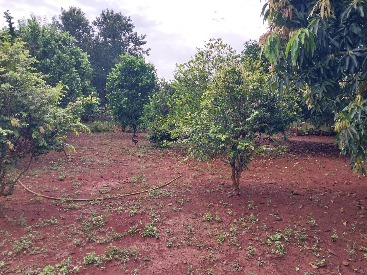 Imagens com árvores frutíferas